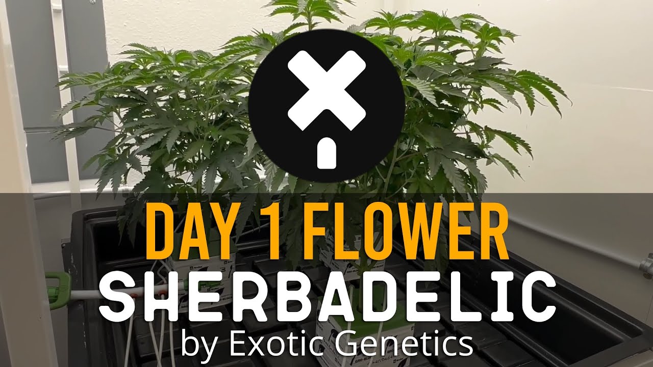 Sherbadelic - Day 1 Flower