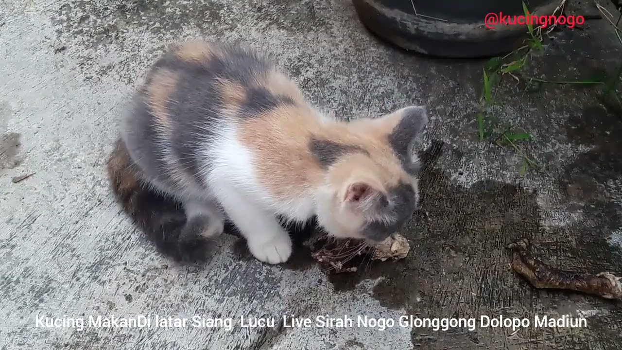 Kucing JOS MakanDi latar Siang  Lucu  Live Sirah NOGO GLONGGONG DOLOPO MADIUN