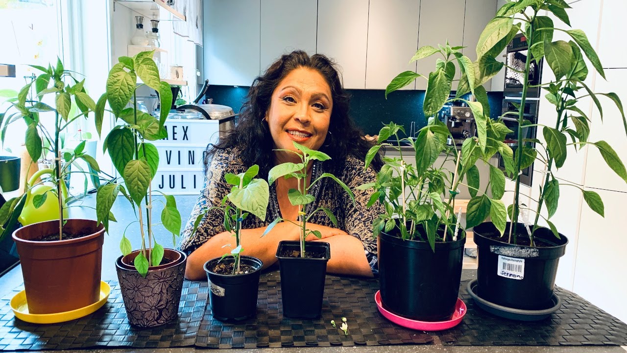 Chile aventura 2020-9: Vean los resultados obtenidos después de podar nuestros chiles! Solo14 días.