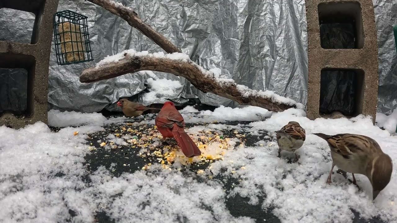 Critter Cam - 1/10/26 - Light snow with cardinals, sparrows, juncos and squirrels.