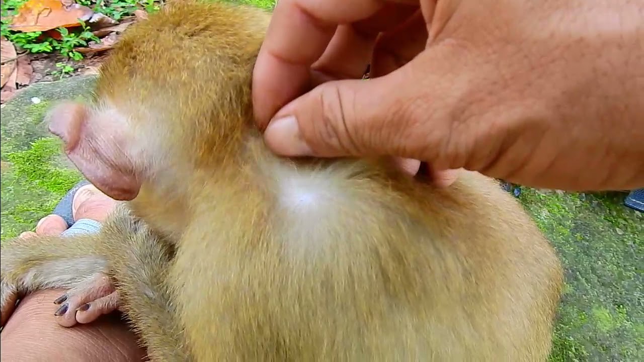 Wow amazing monkey give me grooming