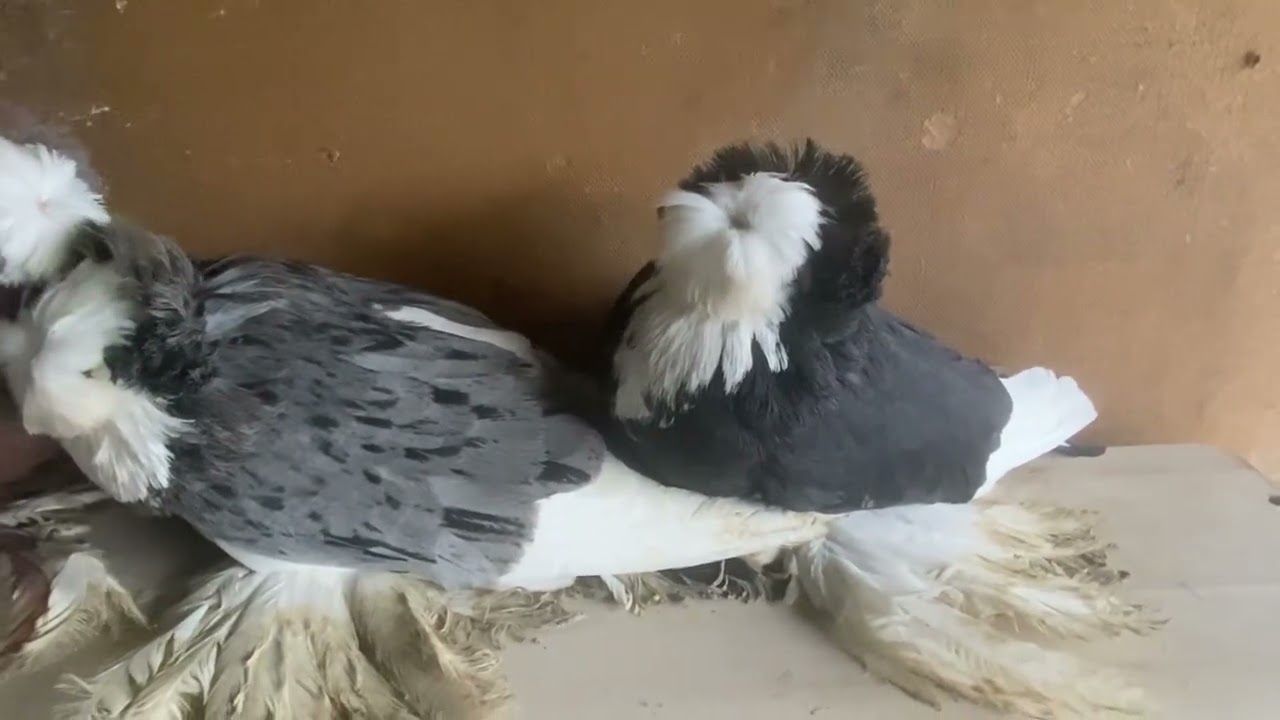 Белоголовые бухарские и андалузские барабанщики