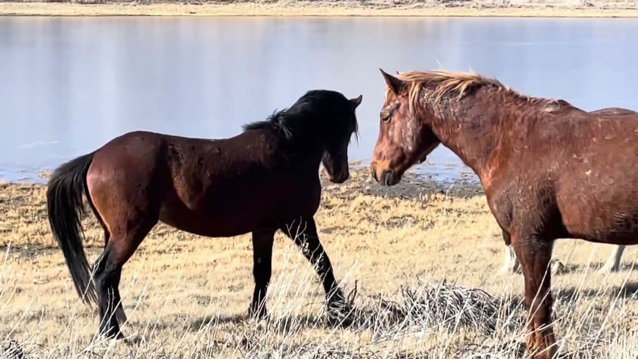 Kickin Around #Animals #WildAnimals #Nature #NatureLovers #Wildlife #Horse #Wild #Mustangs #cowgirl