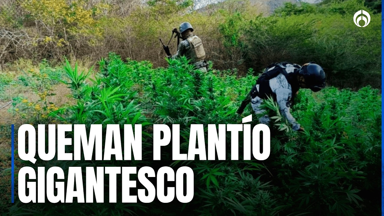 Fuerzas armadas destruyen mega plant&iacute;o de marihuana en Michoac&aacute;n