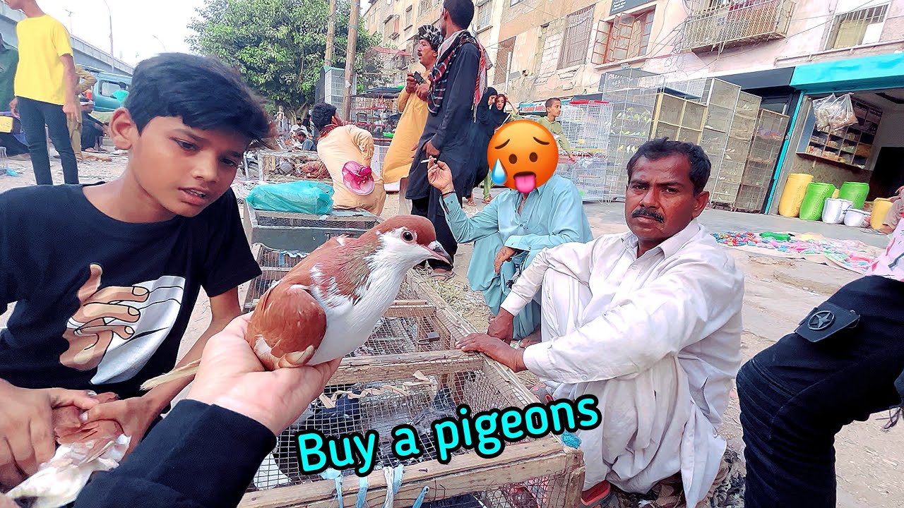 Hum Vip Kabutar Lene Gaye Market 🕊️