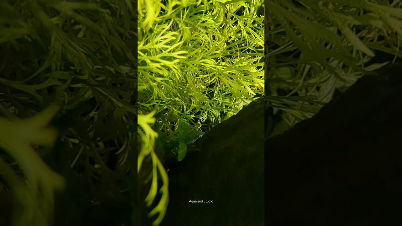 Even a small Aquarium can be rewarding 🌿🐳🐟#aquascaping #interiordesign #aquarium