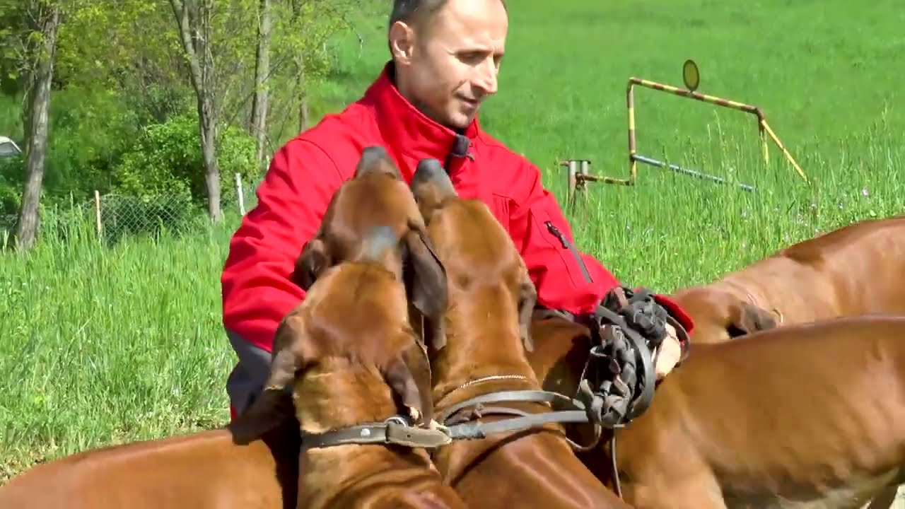 TV BEČEJ: Emisija 