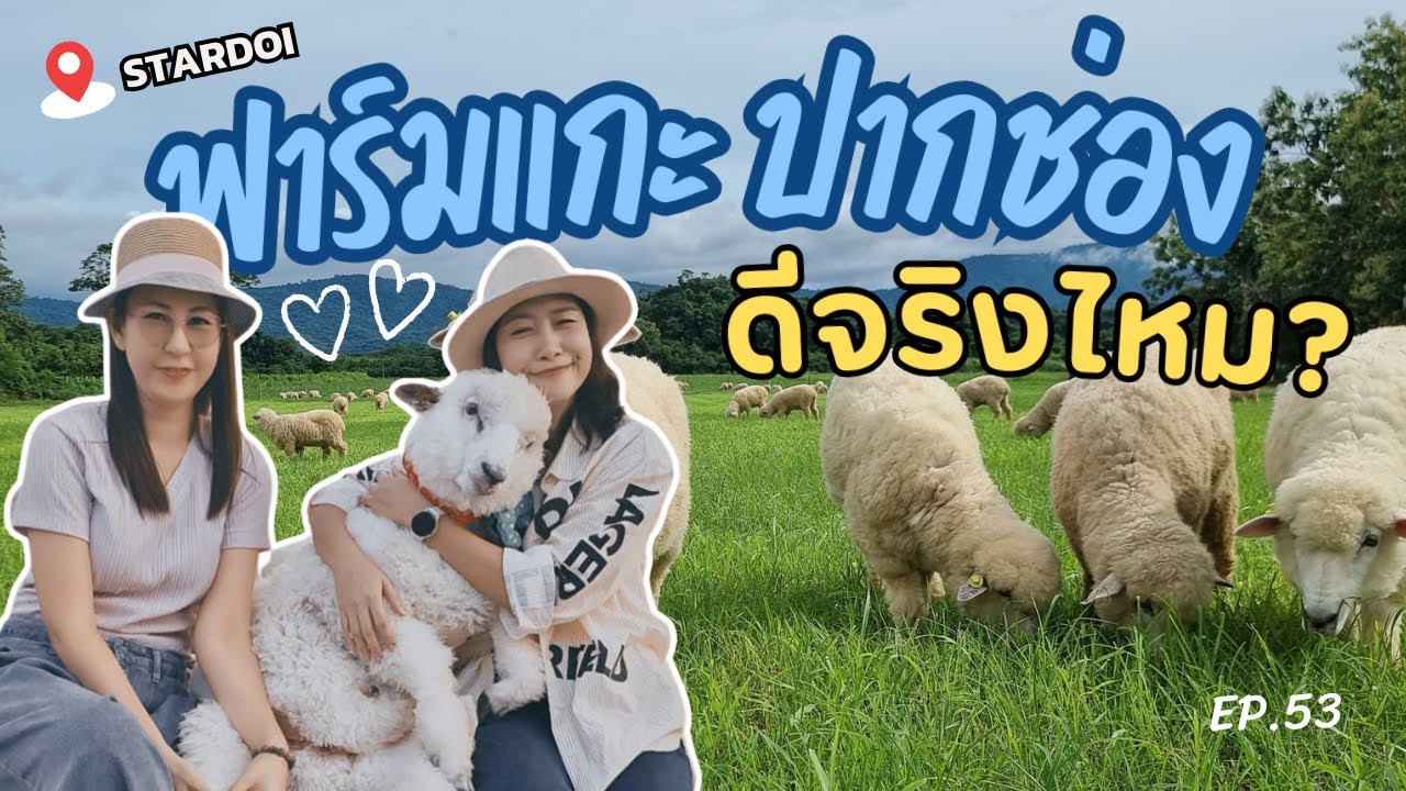 EP.53 บุกฟาร์มแกะStardoi ปากช่อง#ฟาร์มแกะ#Stardoi#ปากช่อง#ที่เที่ยวเขาใหญ่#เที่ยวธรรมชาติ#ถ่ายรูปสวย