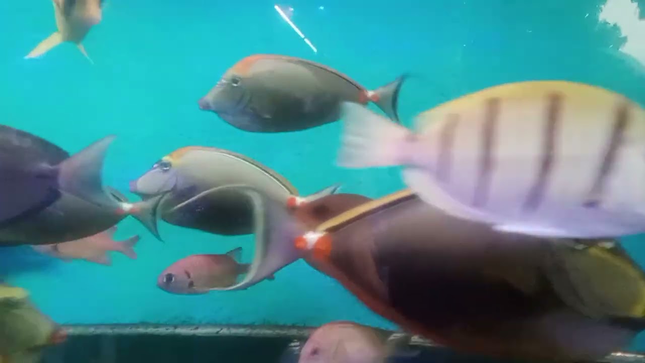 Istana Aquarium Bandung | 15.00 Menit