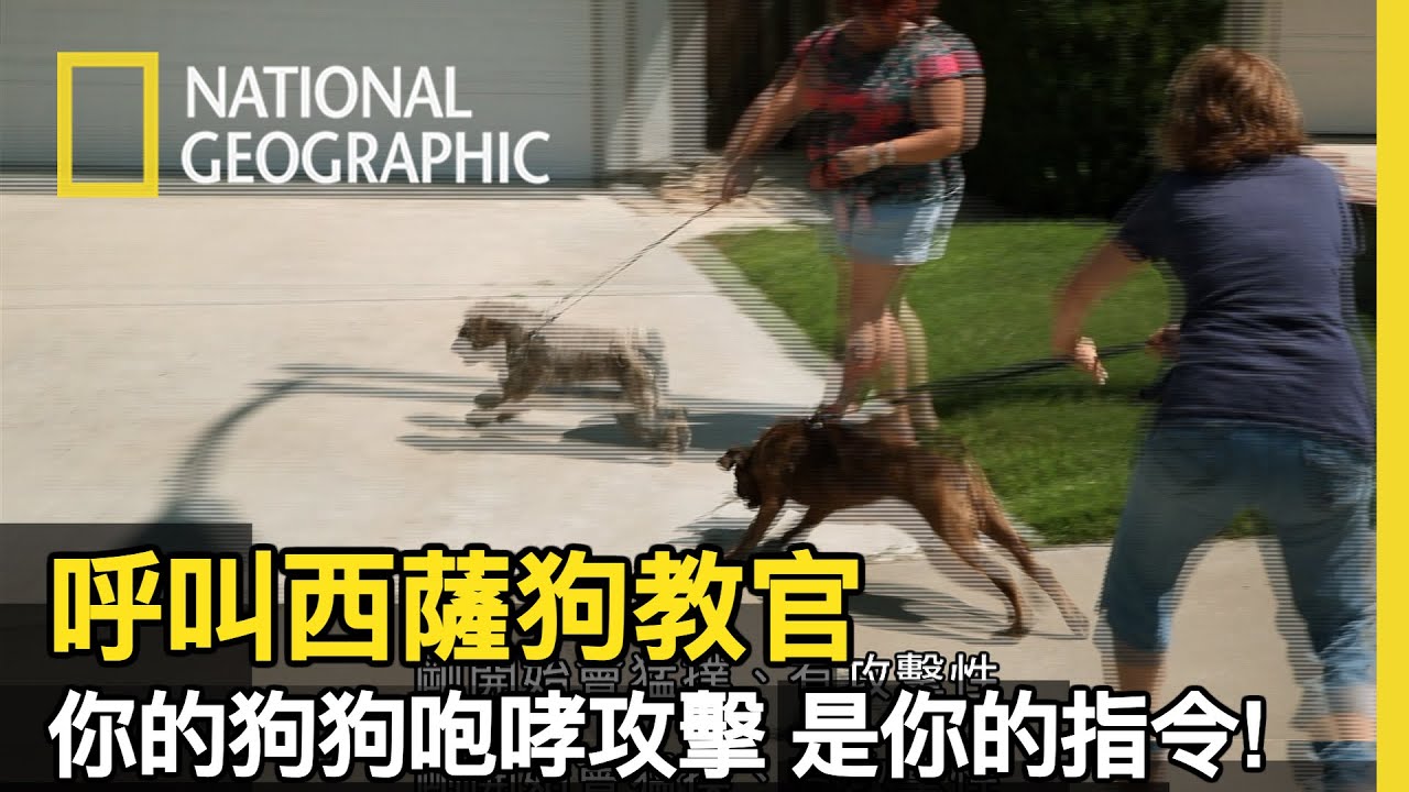 這隻暴衝的狗狗，為什麼只要主人在旁邊就隨時會抓狂？西薩出現來協助這位孤立無援的飼主【呼叫西薩狗教官】