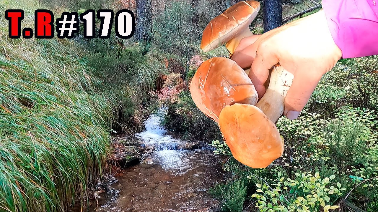 👉ASI FUE MI ULTIMO DIA DE BOLETUS 🍄
