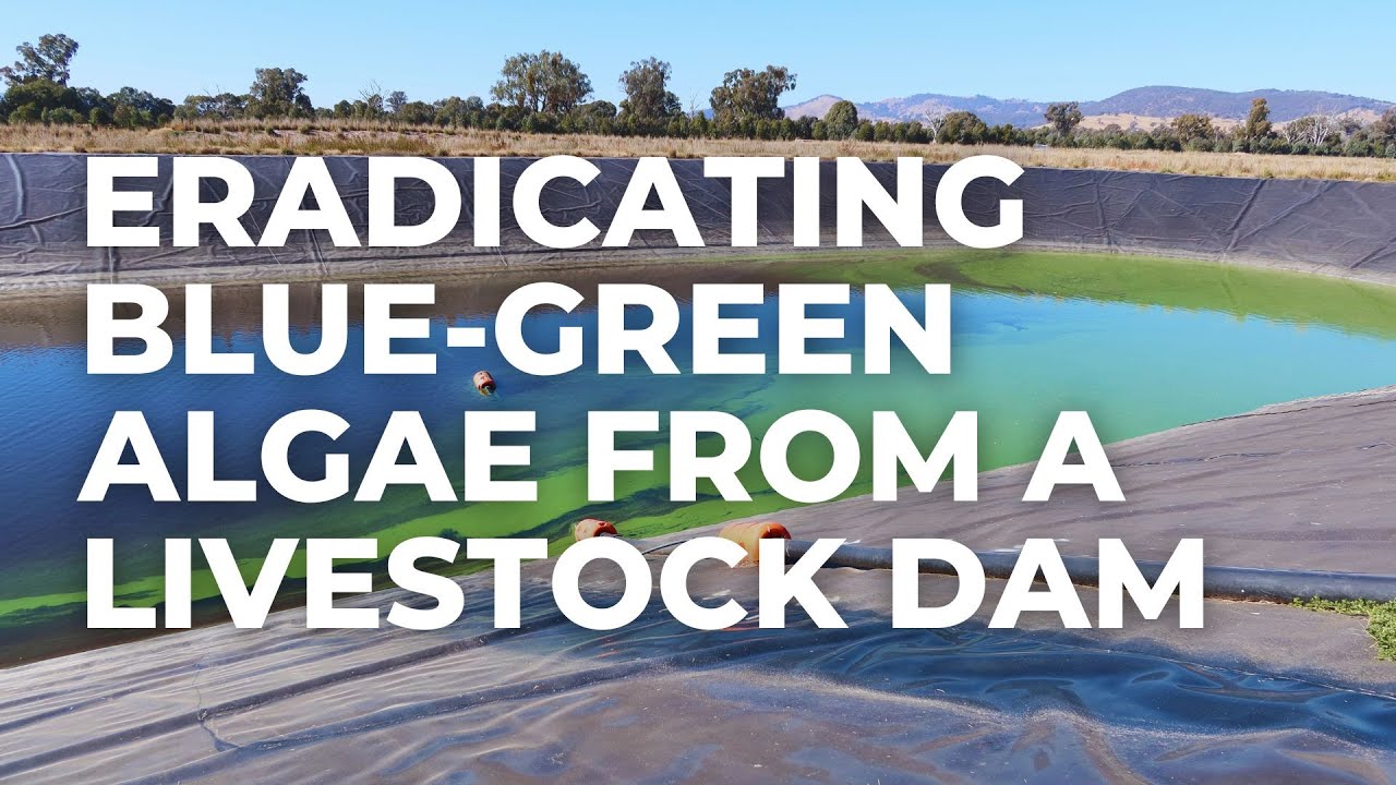 Eradicating Blue-Green Algae from a Livestock Dam
