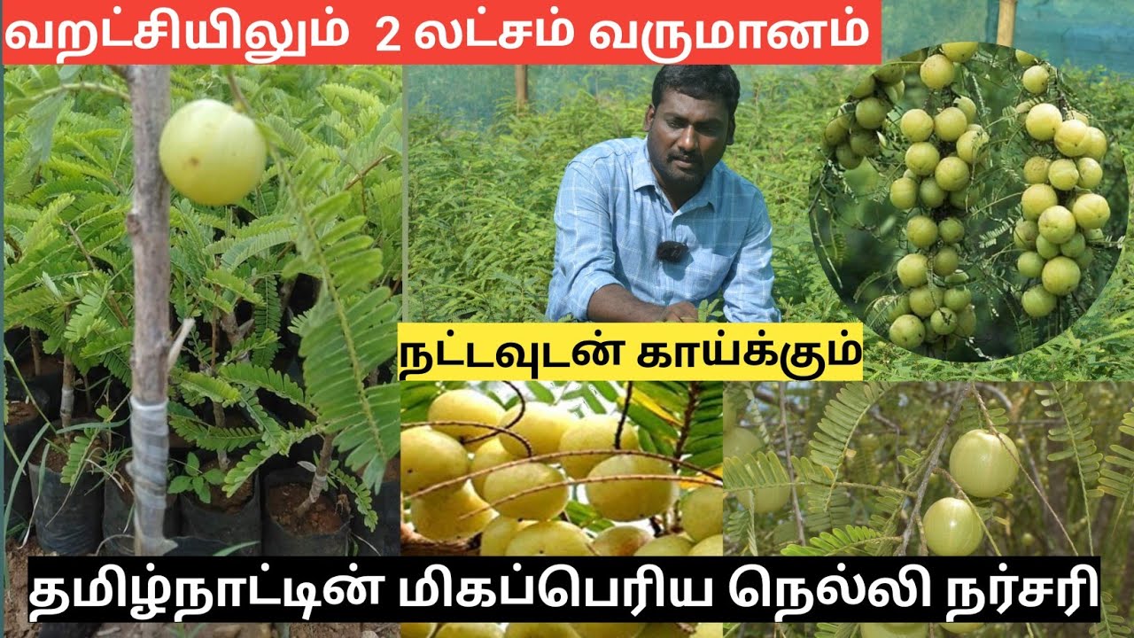 நட்டவுடன் காய்க்கும் நெல்லி |மரத்திற்கு 100 கிலோ வரை | Mylee Nursery Dindukal