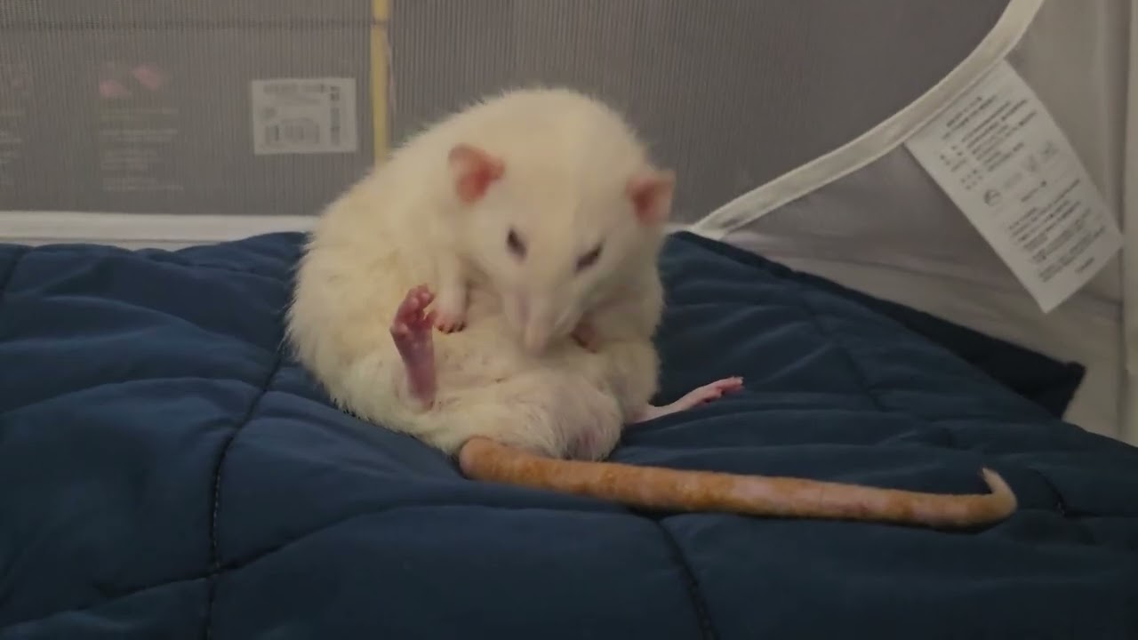 grooming time