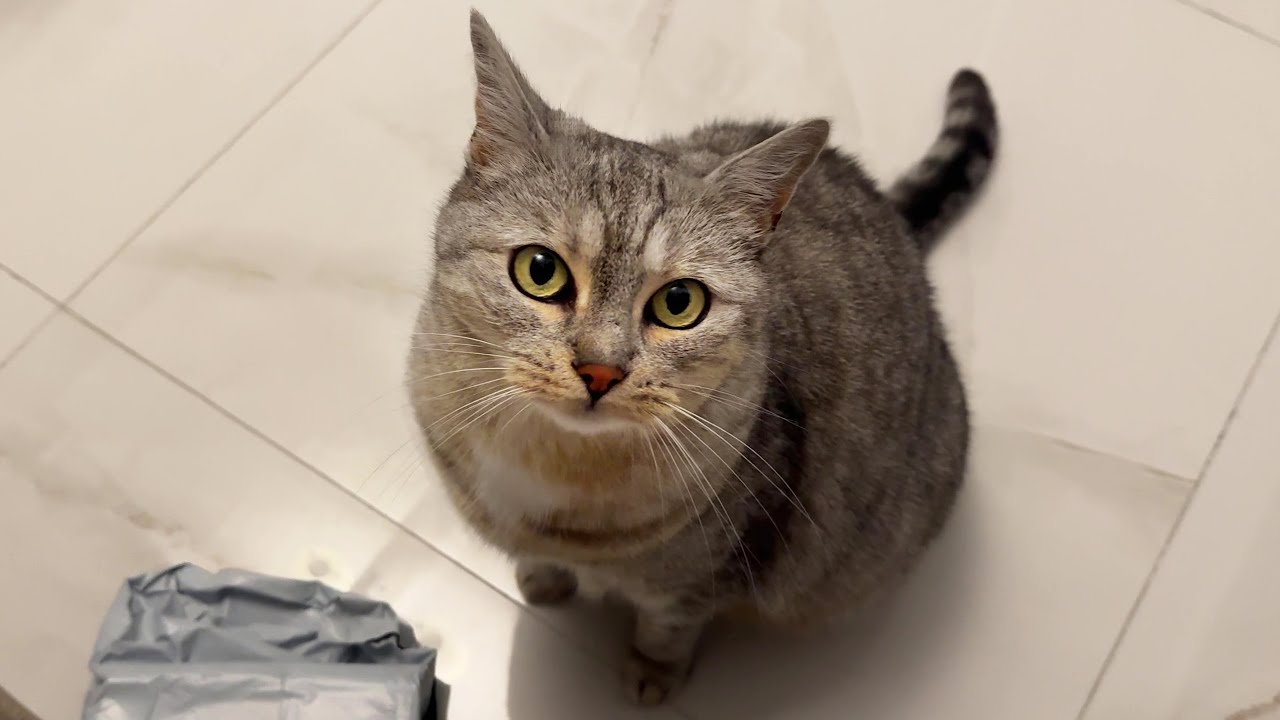 Our cat gets so happy every time mommy comes home