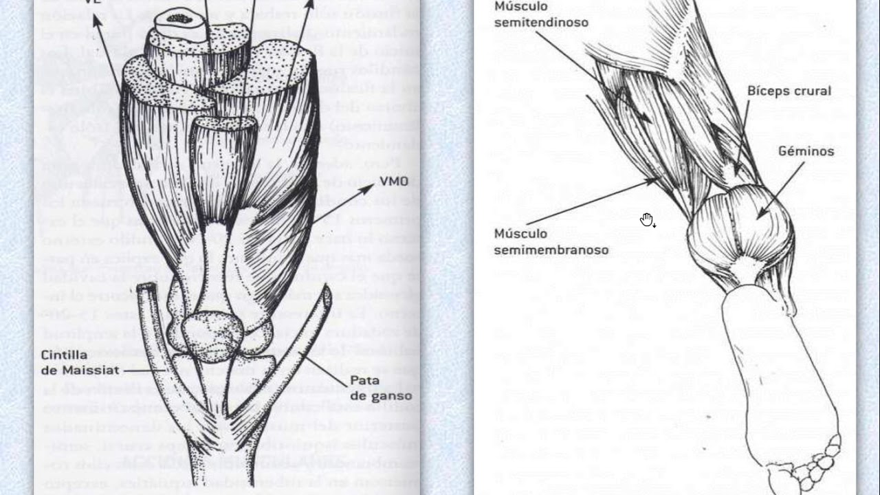 Biomecanica de Rodilla resumida JC