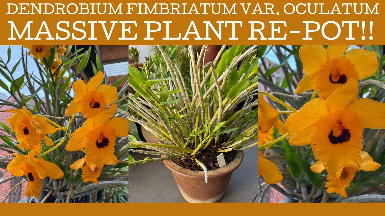 Re-potting a massive specimen of Dendrobium fimbriatum var. oculatum!