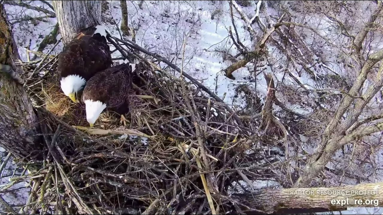 DNF and a strange male eagle 07.02.2026 Explore Live Nature Cams Decorah Eagles - North Nest - 4k