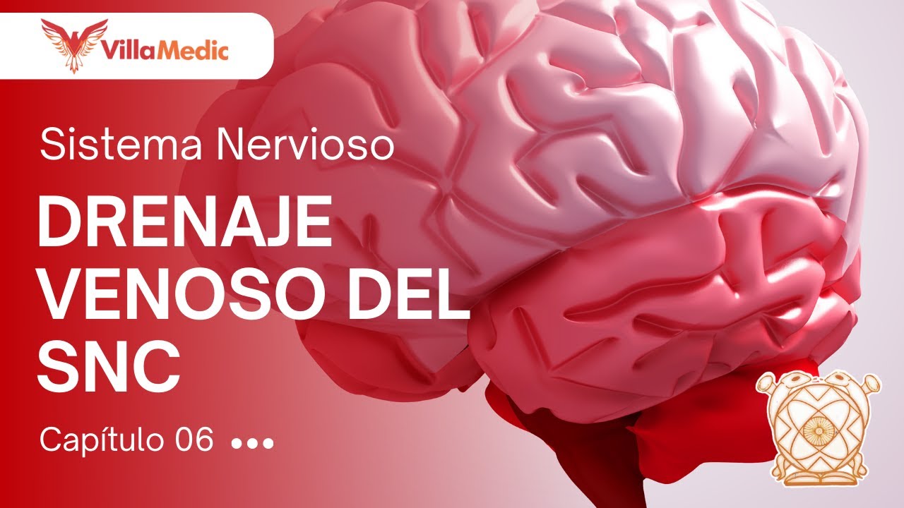 CC.BB. ANATO | Sistema nervioso: Drenaje venoso del SNC - VillaMedic