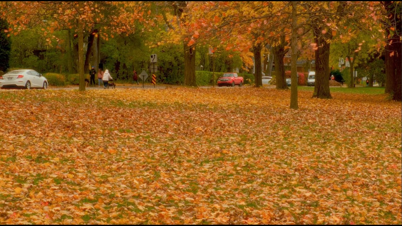 Autumn Canada 4K UHD  Fall Colors This Season 🍁 جزائري في أمريكا الشمالية  - كندا