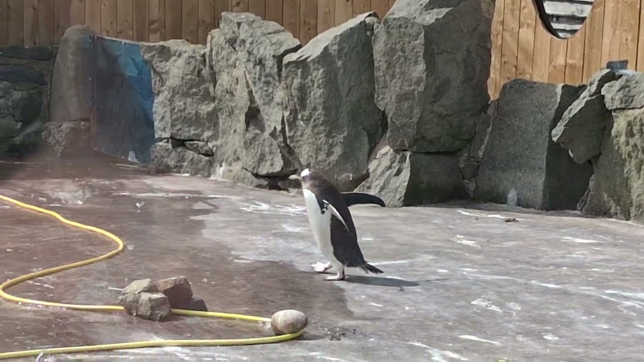 Edinburgh zoo, capybaras, penguins, pelicans, and meerkat part 1 #capybara #animals #zoo #cute #zoo
