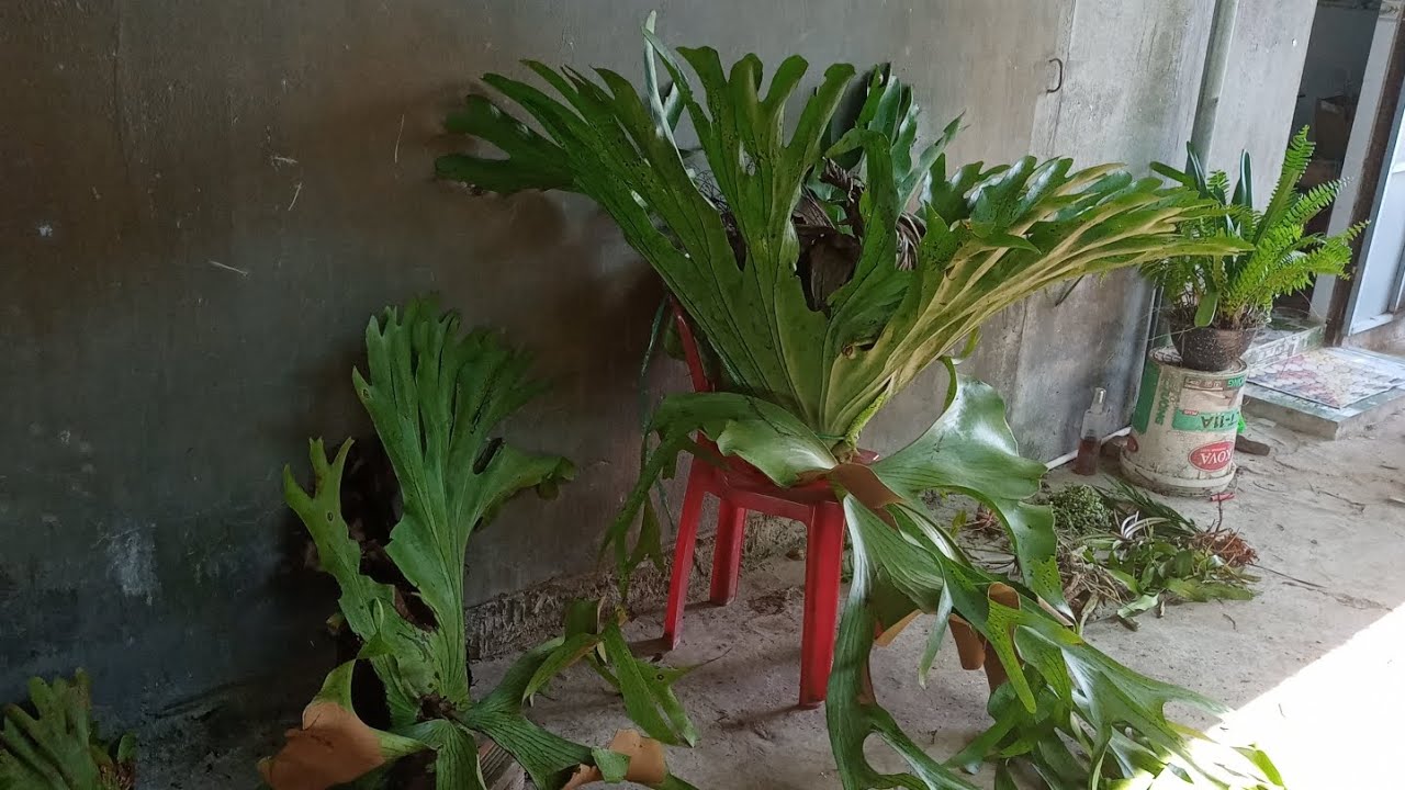 Phiên 17/3/26 lh 0942806961 em có ổ rồng tai voi to khủng và địa lan tứ thời.lan chồn 