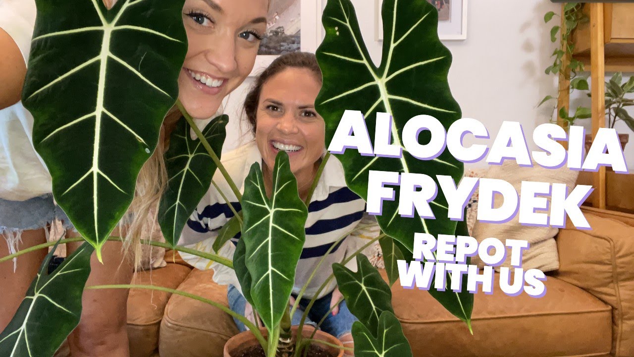 How to Care for & Repot an Alocasia Frydek
