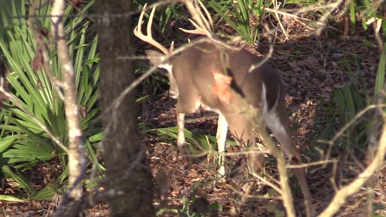 Mississippi River Deer Hunting