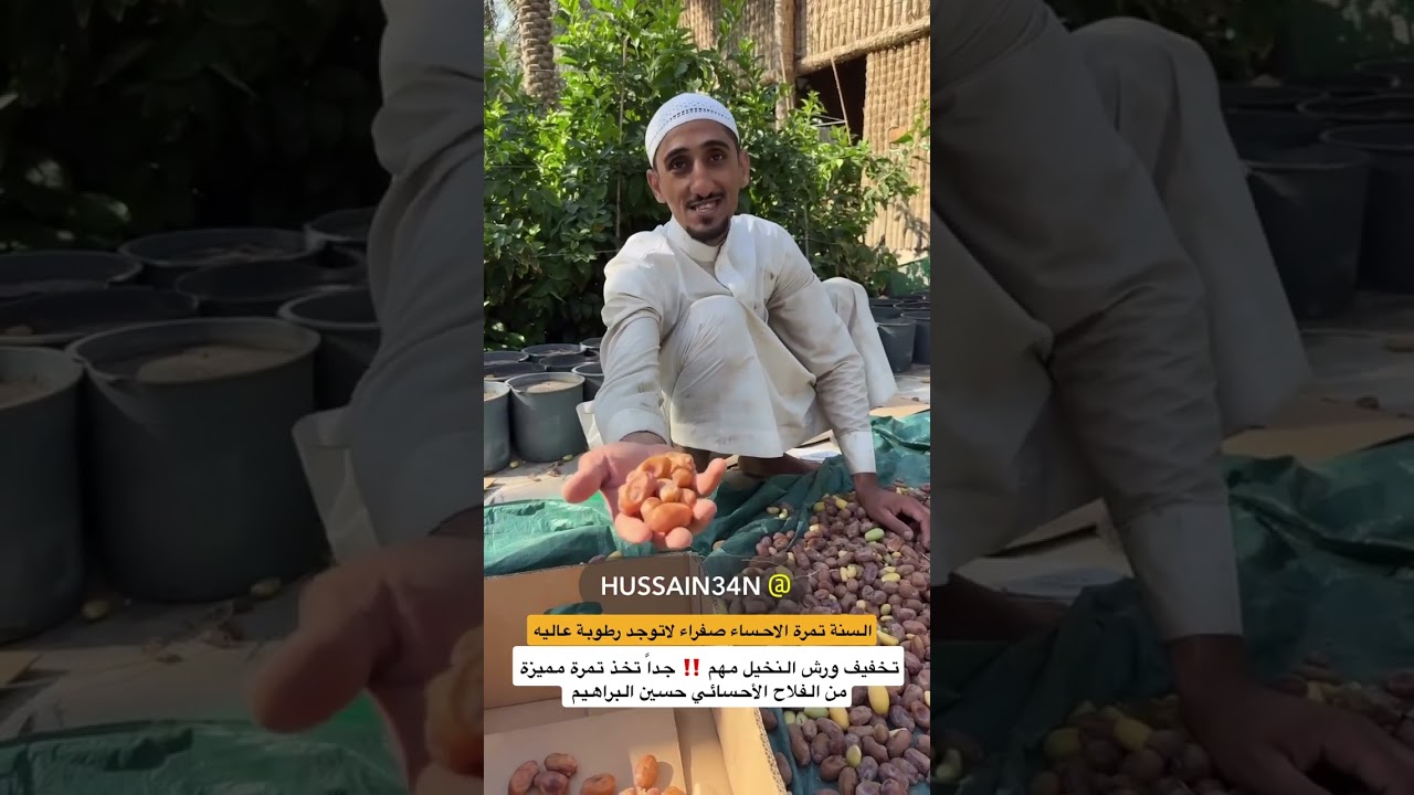 توقيت صرام النخيل مع الفلاح حسين البراهيم 