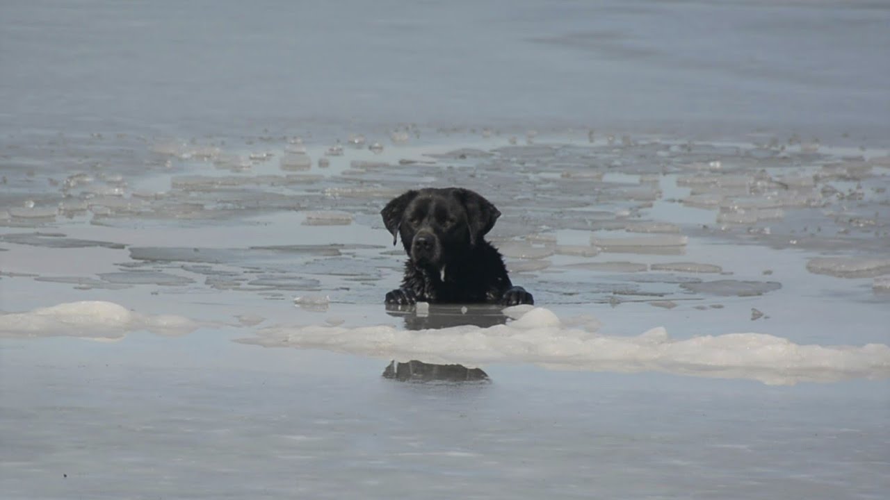 Labrador mentése a jeges tóból | TŰZOLTÓK BEVETÉSEN
