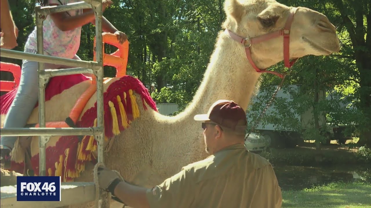 Animal rights activists cry foul over Charlotte Festival in the Park camel rides