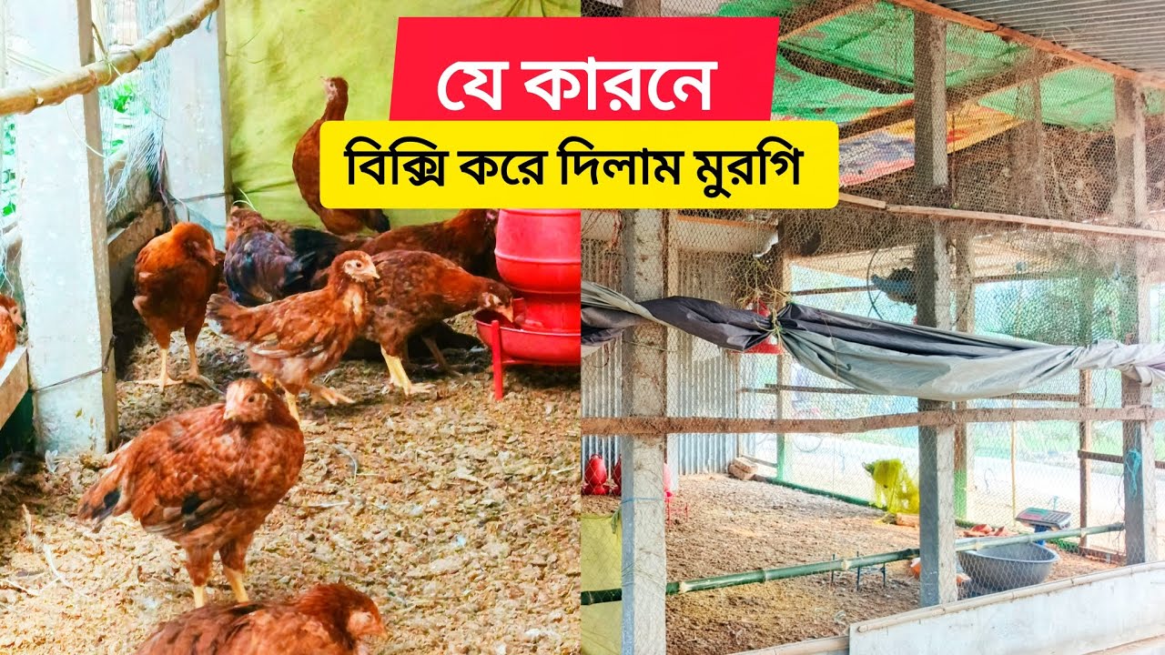 ৫৩ দিনেই মুরগি বিক্রি করলাম  কতো  টাকা করে জানুন 