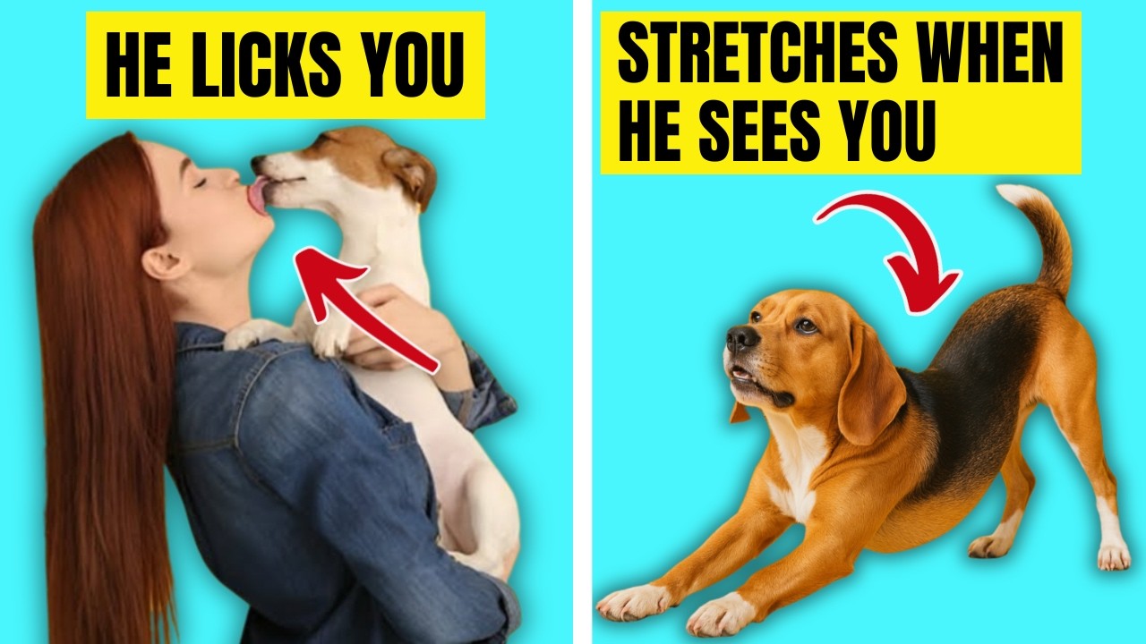 15 WEIRDEST Things Your Dog Does,  And The SHOCKING Reasons WHY!