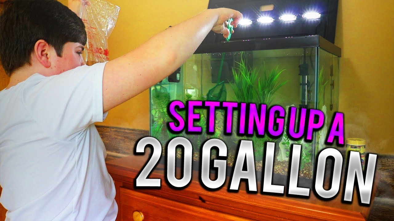 My First Fish Tank (20 Gallon Setup)