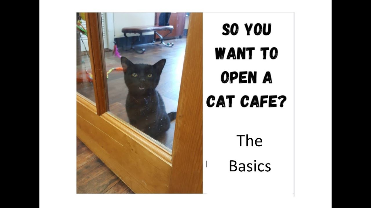 Opening A Cat Cafe - The Basics