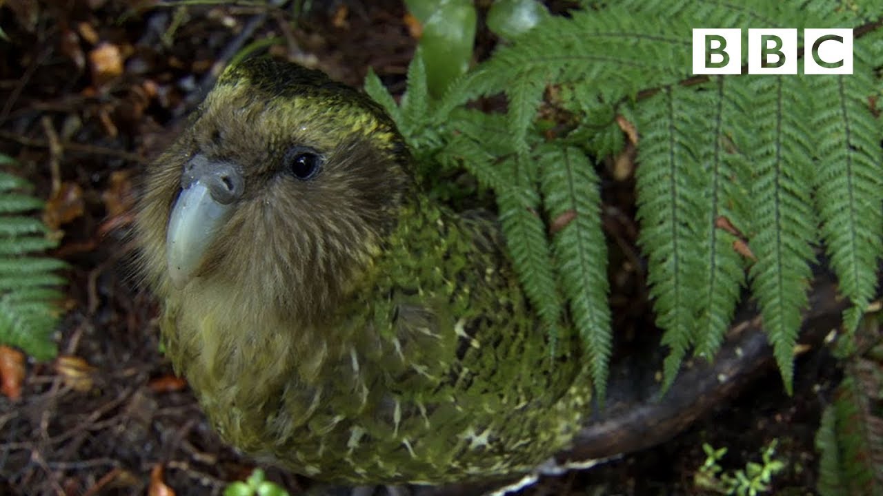 The cute and clumsy flightless parrot | Natural World: Nature's Misfits - BBC