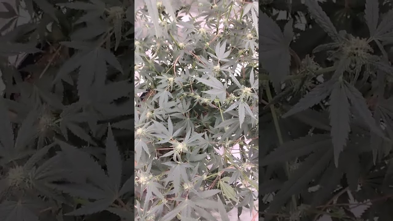 kush mints grow.