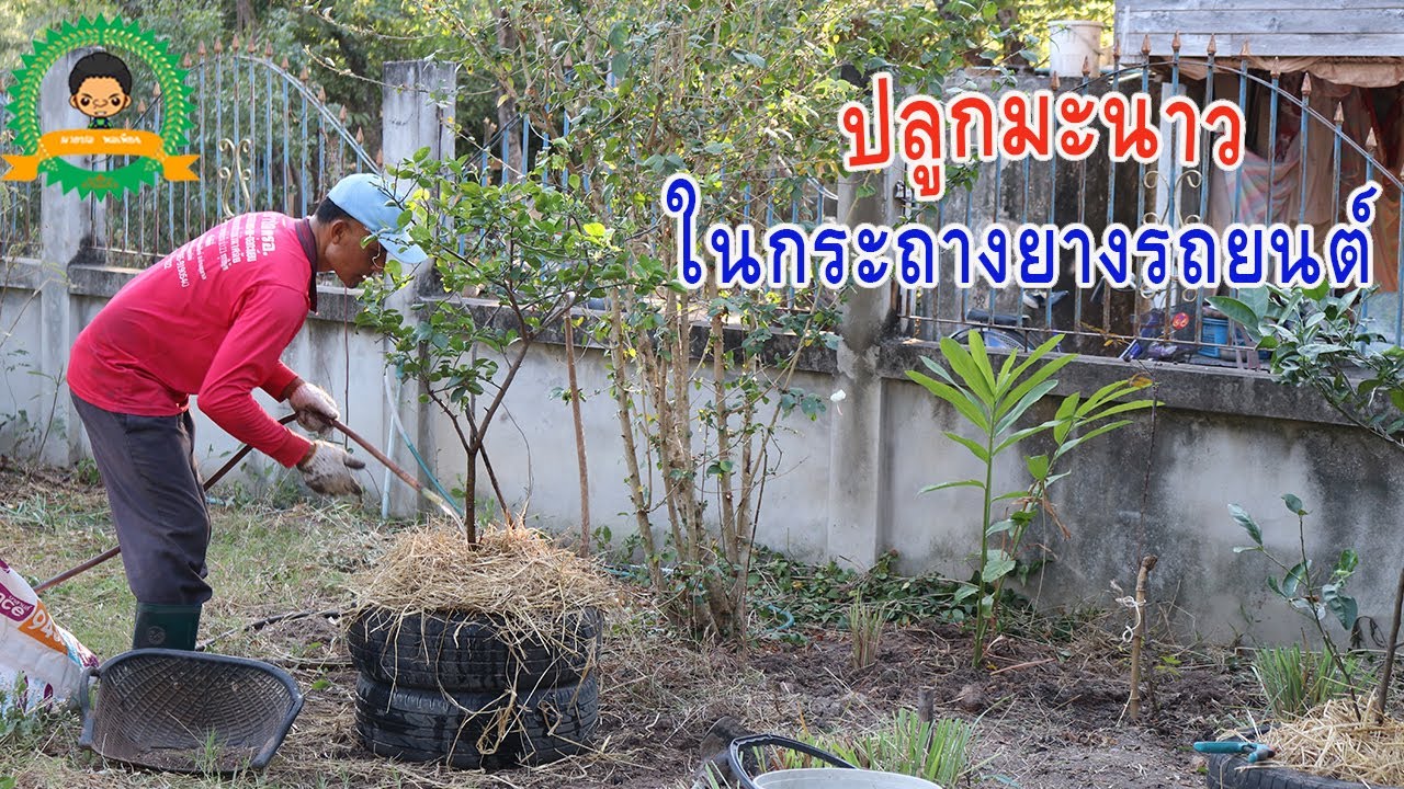 มะนาวแพง ปลูกแบบนี้มีมะนาวกินทั้งปี
