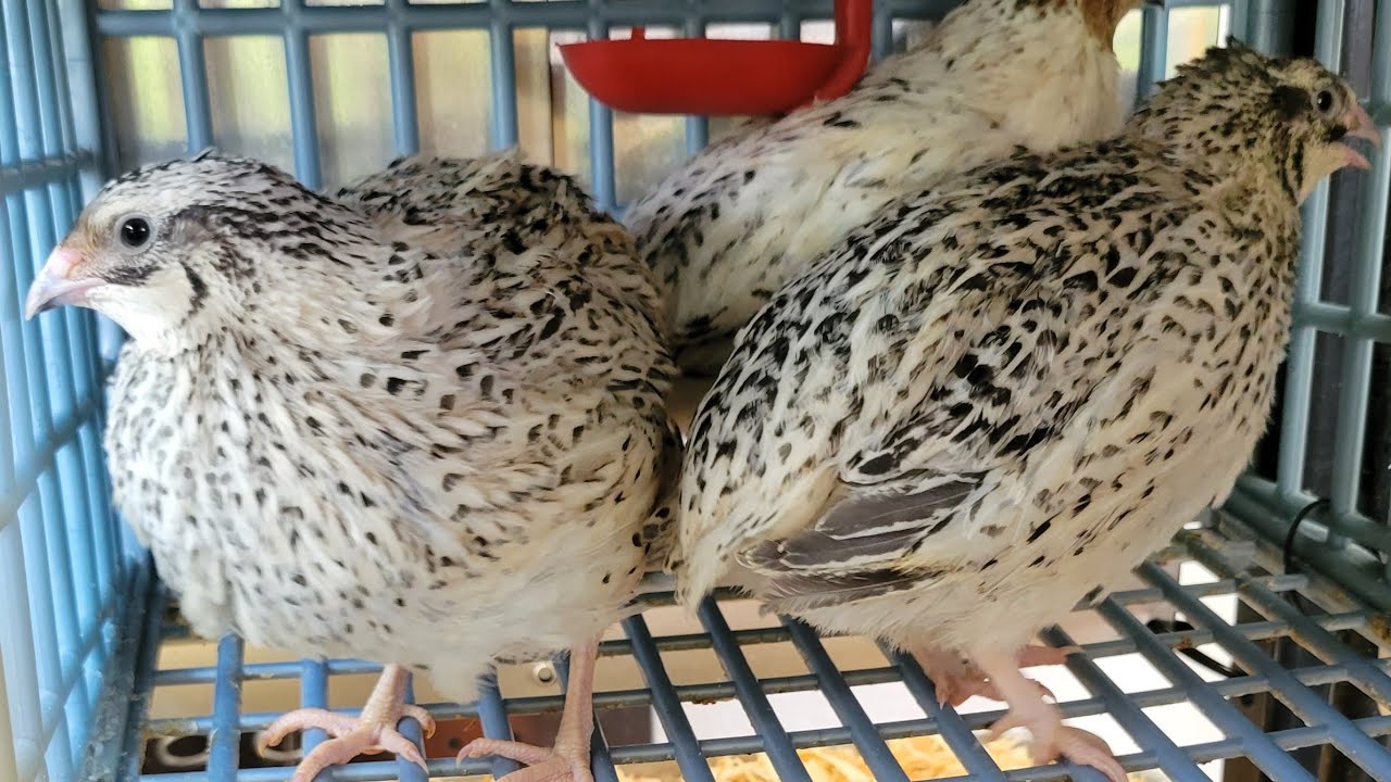 No more Quail stench aroma!