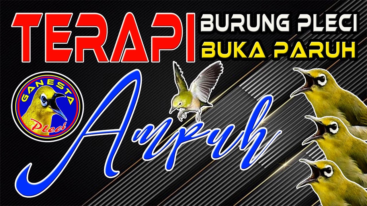 Terapi Pleci agar BUKA PARUH || Terapi Pleci Paling Ampuh mengatasi Macet Bunyi