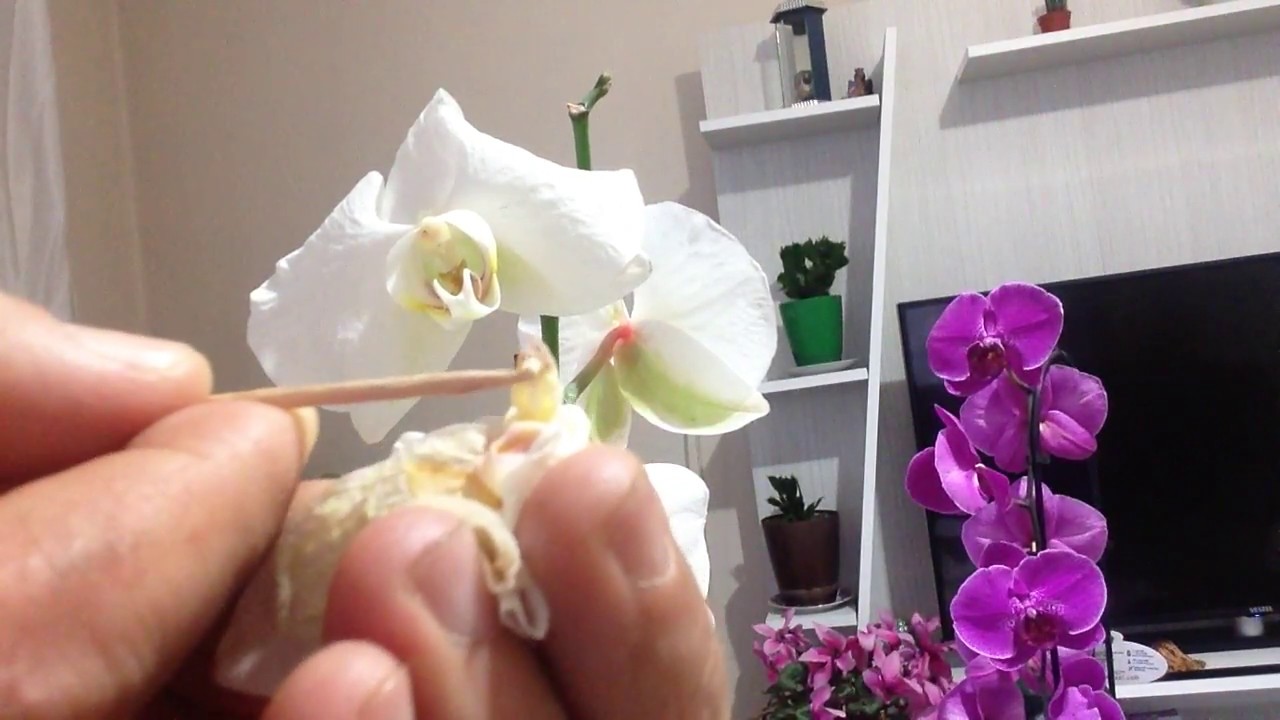 ORKİDE TOHUMU ALMAK İÇİN NE YAPMALIYIZ!! WHAT SHOULD WE HAVE TO GET TO SEED ORCHID !!