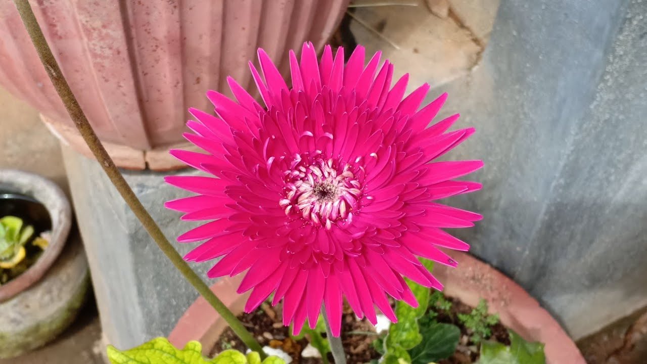 How not to propagate Gerbera Daisy - Fail \ the lessons learnt