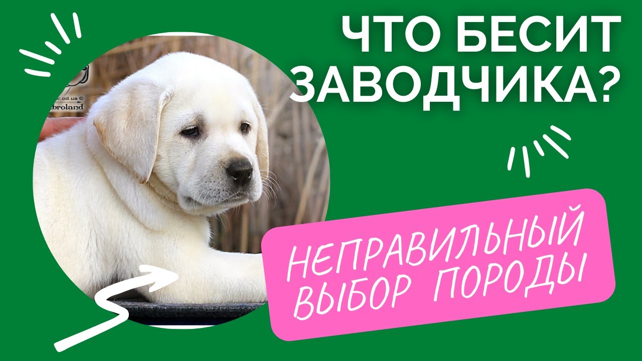 🐕📝🐾 Что бесит заводчика: НЕПРАВИЛЬНЫЙ ВЫБОР ПОРОДЫ