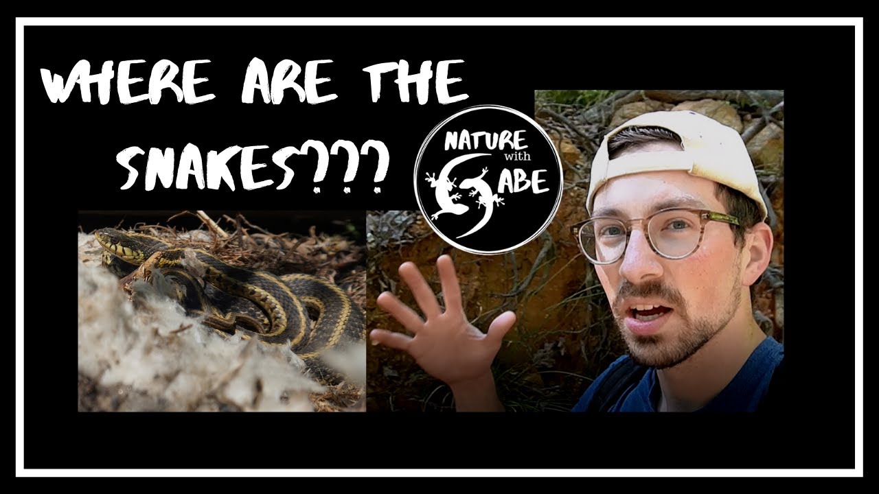 How to Find Snakes: Hiking Habitat