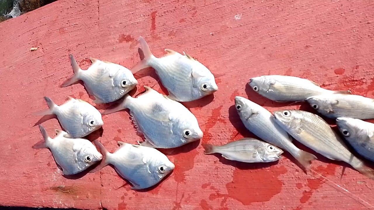 PESCA DE PRAIA COM MUITO A&Ccedil;&Atilde;O, PEGUEI AT&Eacute; UM BEIJUPIR&Aacute;. PESCA