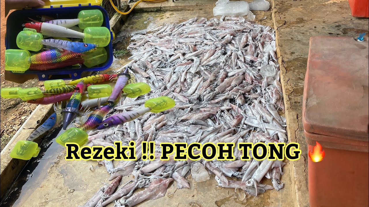 MUSIM SOTONG 2025  | 6PLAYER SOTONG BANYAK