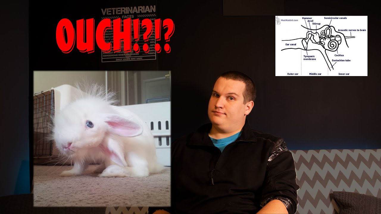 Rabbit head tilt? Here is everything need to know about your bunny's head tilt!