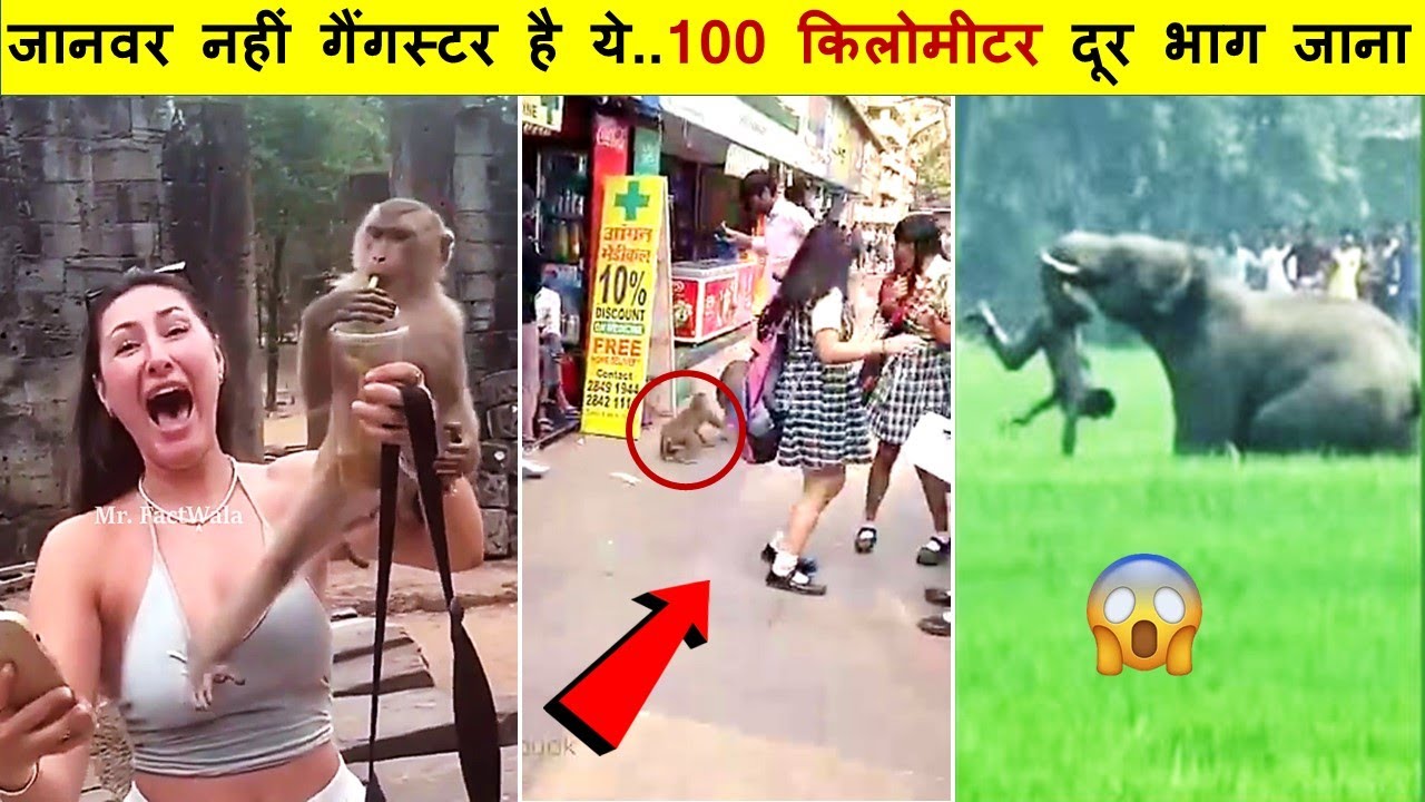जब इंसानों  ने गलत जानवर से पंगा लिया| Camera Caught Close Animal Caught Best Part -183