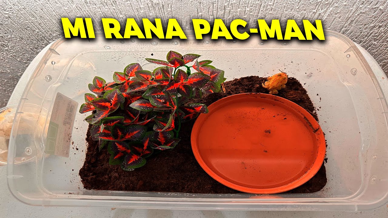 El Terrario De Mi RANA PACMAN