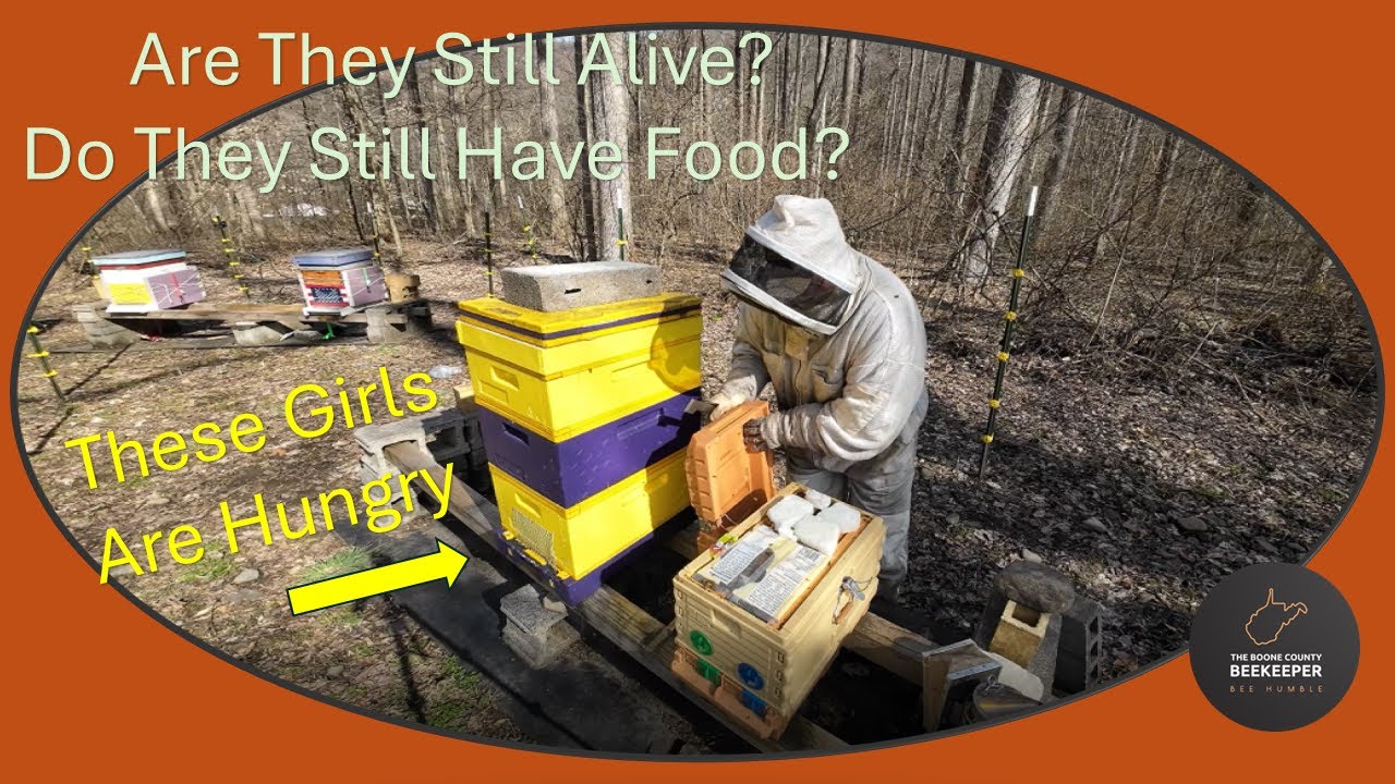 Colony and Food Inspection - Don't Let Them Starve